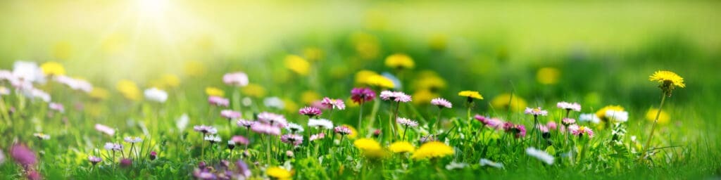 flowers that thrive in the summer