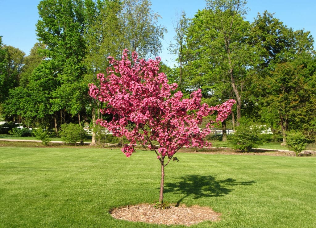 ArcherBlogTrees4