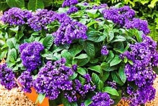 Heliotrope has so many wonderful characteristics