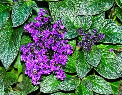 Flowers of fragrance