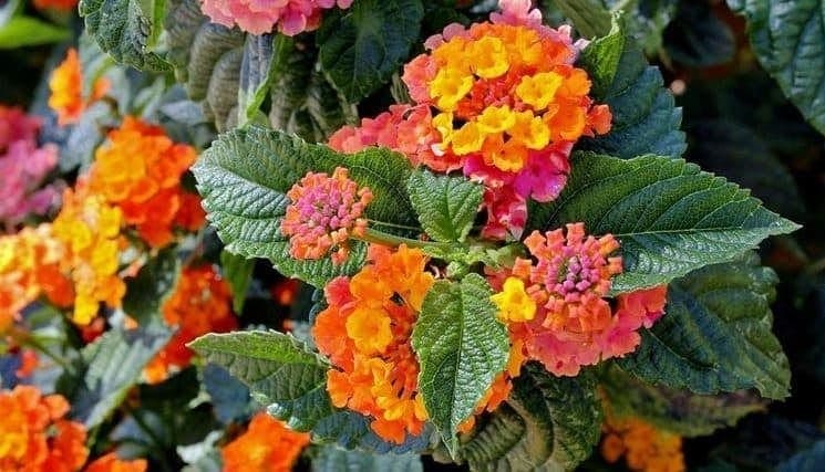 Houston soil may not be favorable for Lantana 