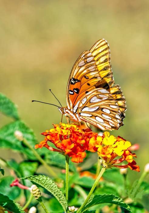 Lantana belongs to the Verbena family