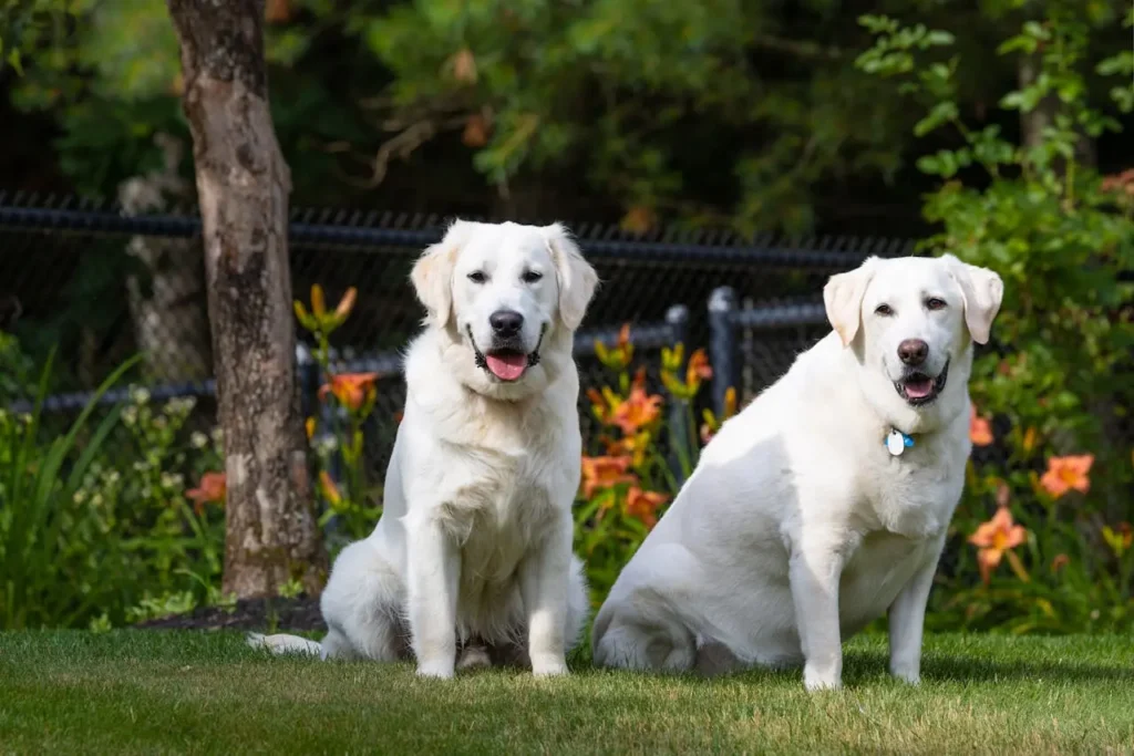 Designing Your Landscape When You Have Dogs.